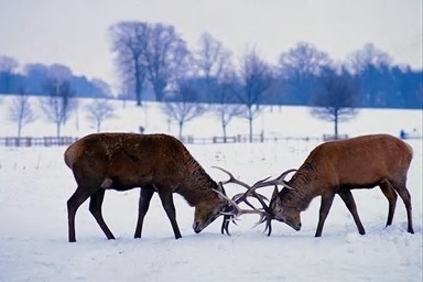 foto: Staatsbosbeheer | Nunspeet.Net